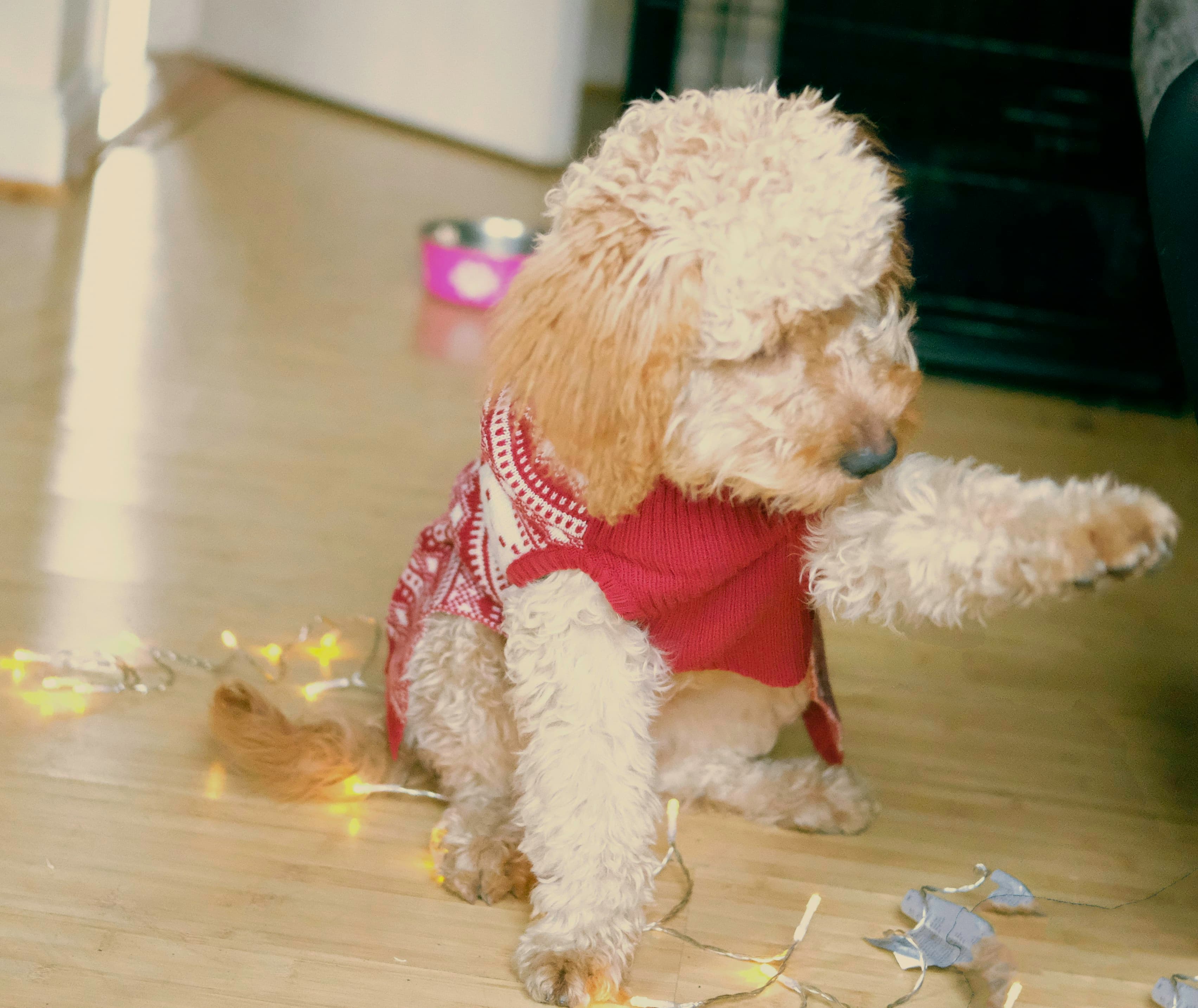 Luna the golden cream Goldendoodle puppy