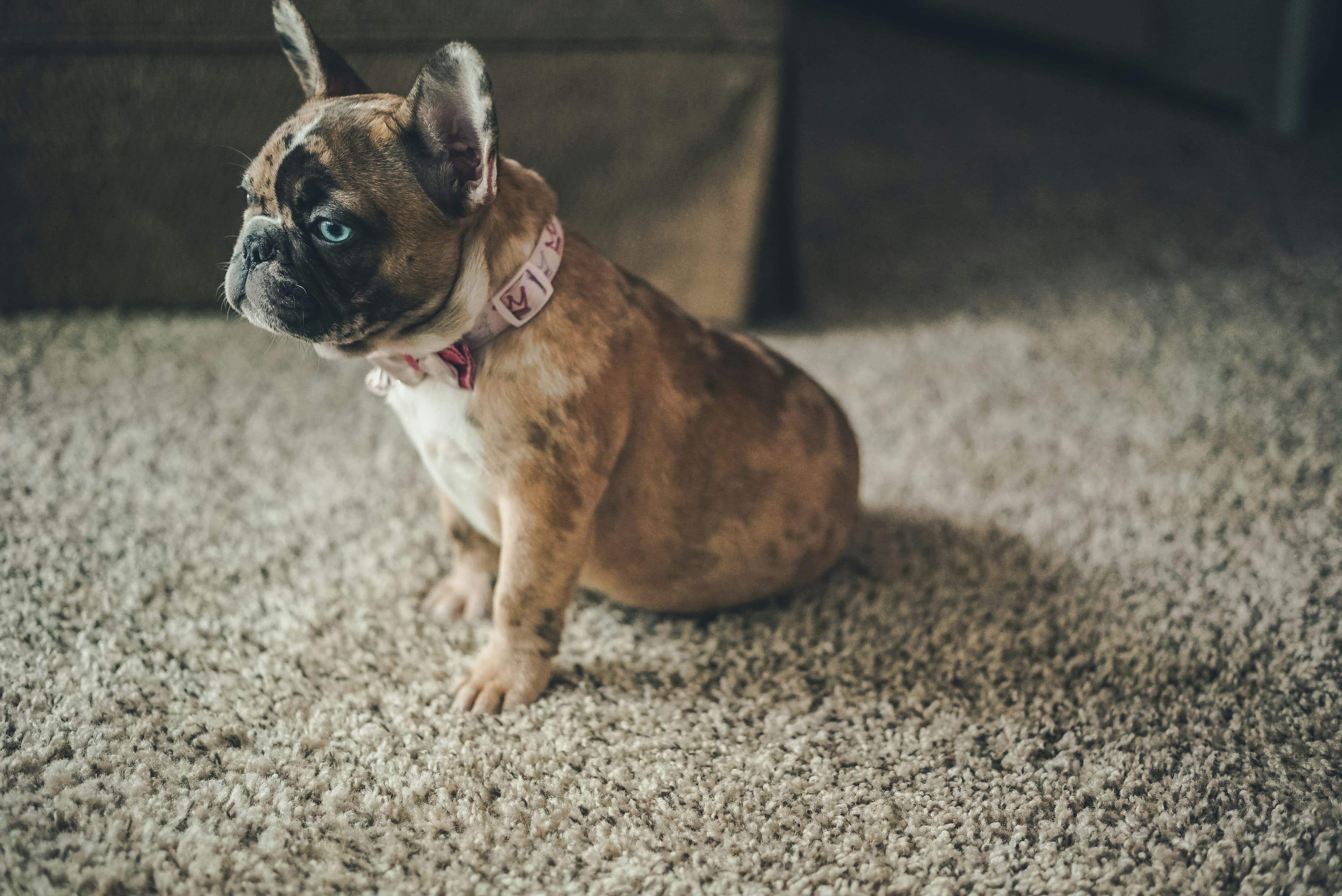 Winston the brindle English Bulldog puppy