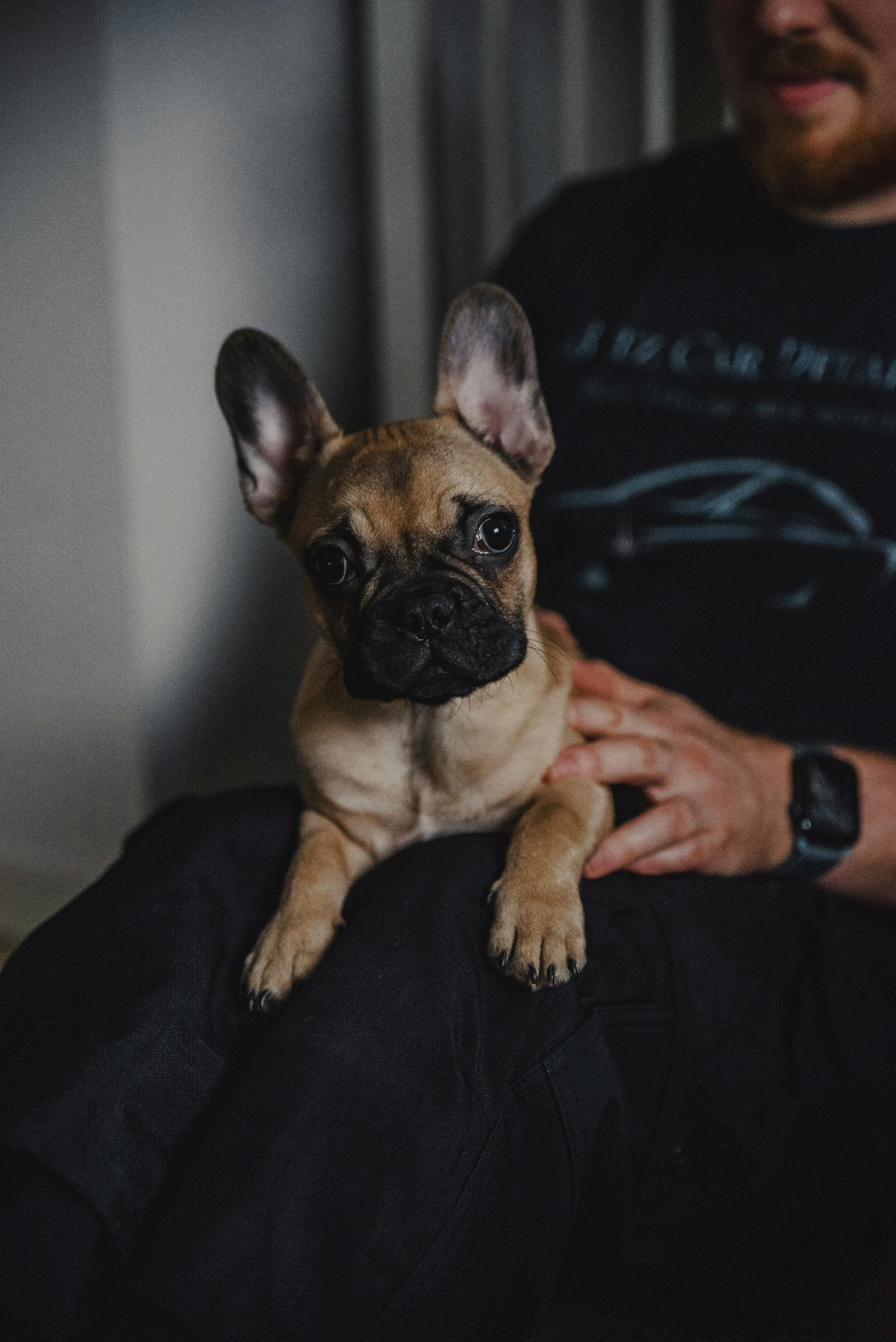 Penny the lilac fawn French Bulldog puppy