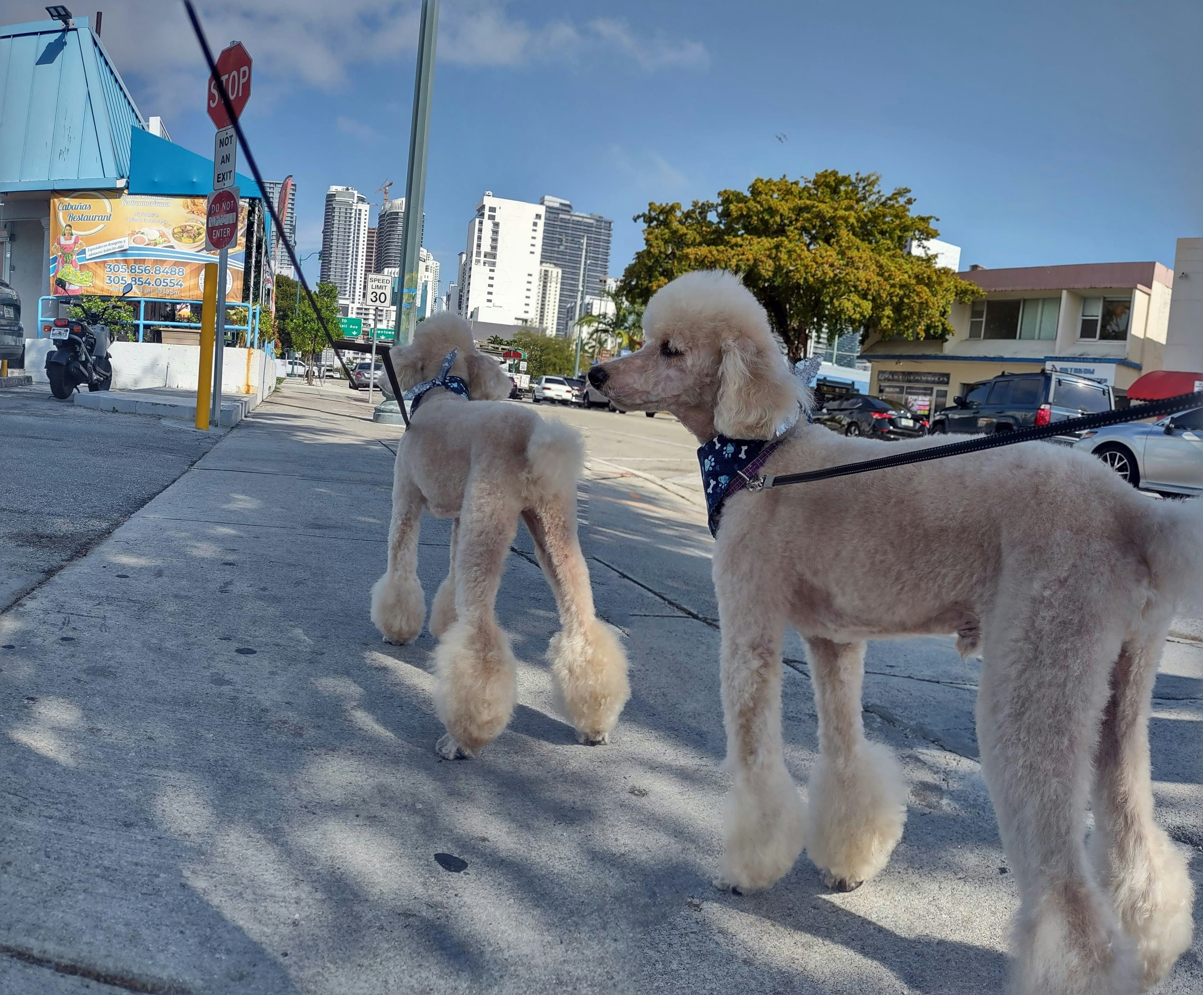 Duke the Standard Poodle father with cream coat