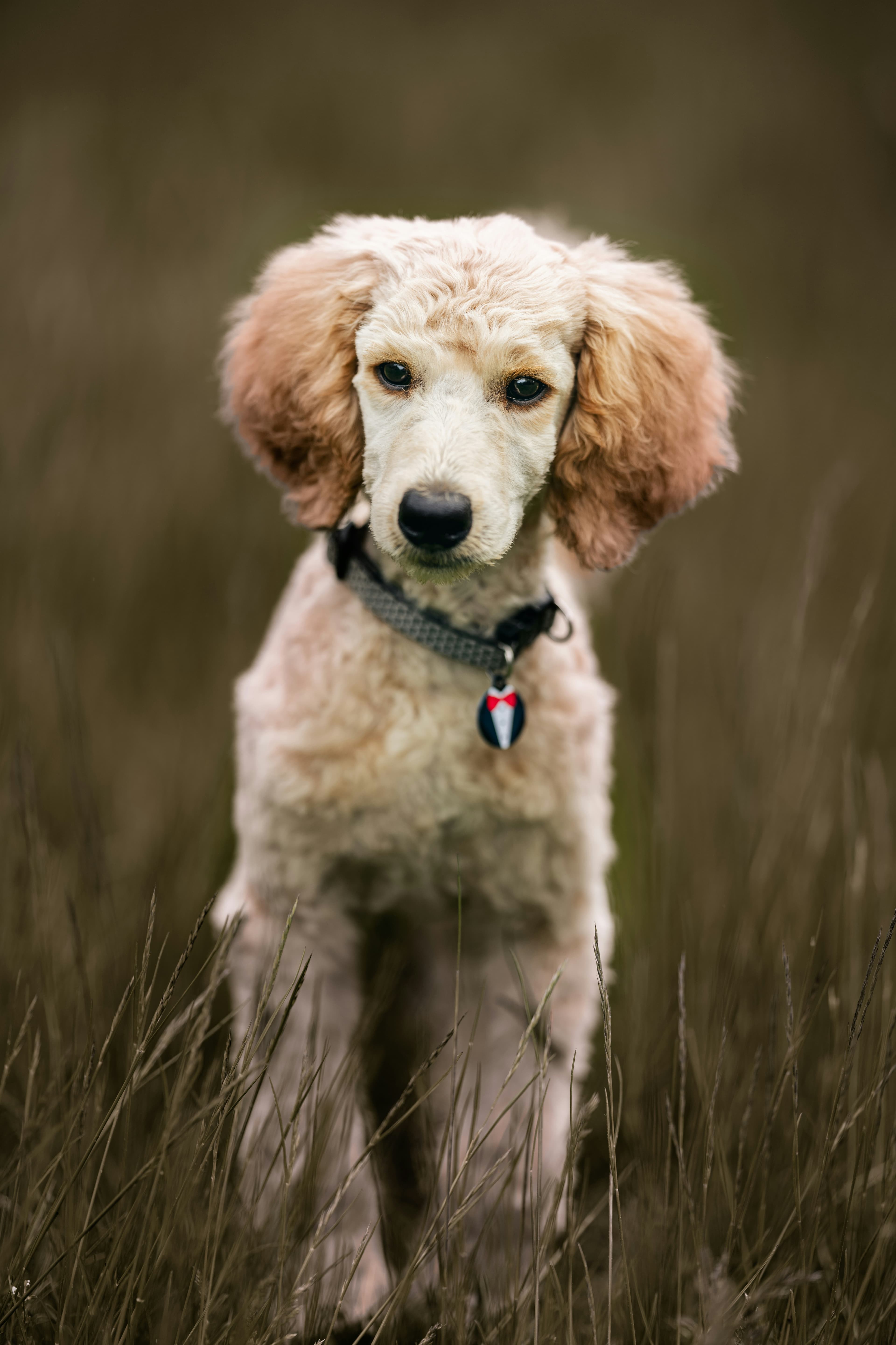 Coco the father Teacup Poodle with cream coat