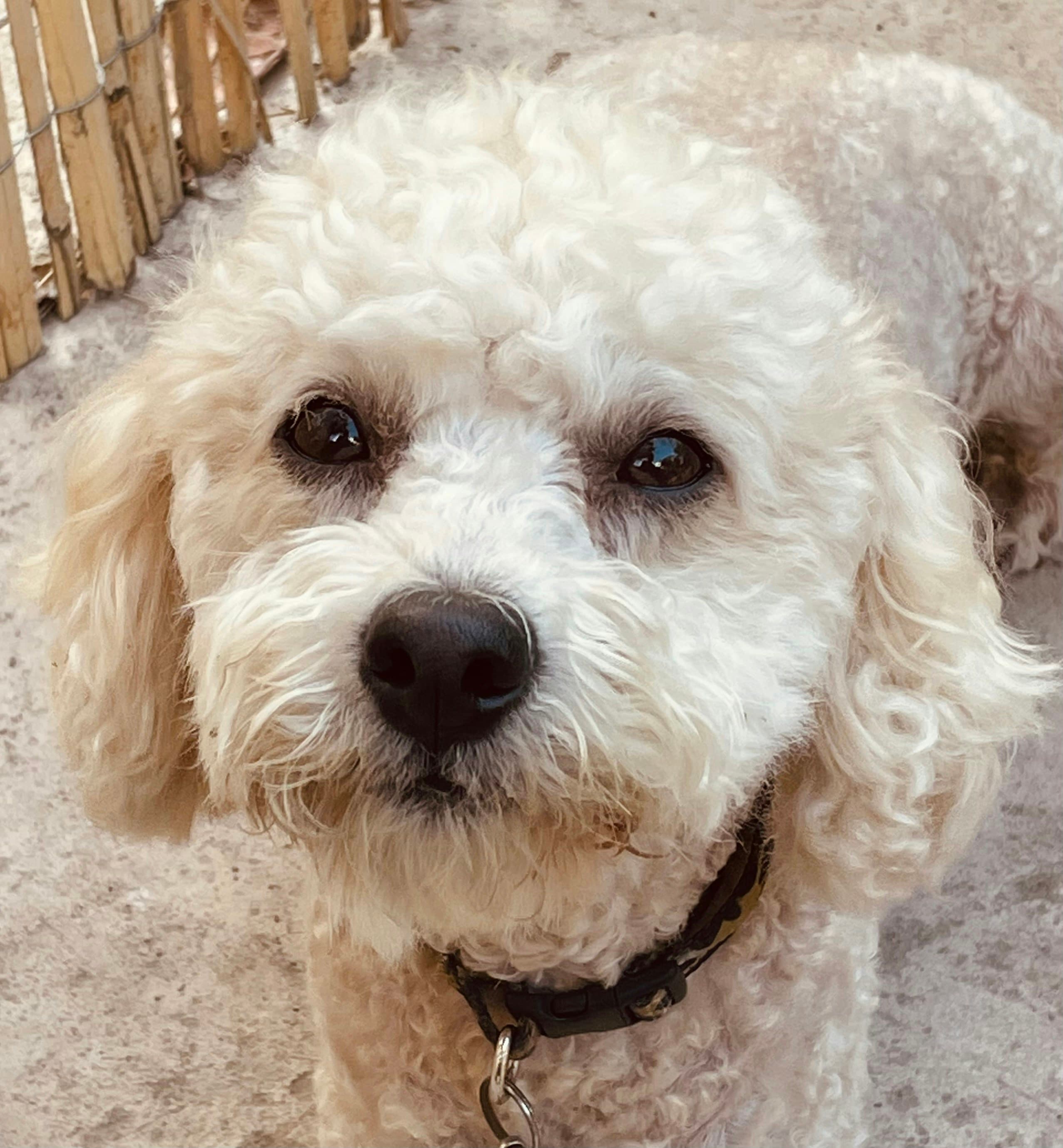 Chloe the white Teacup Poodle puppy
