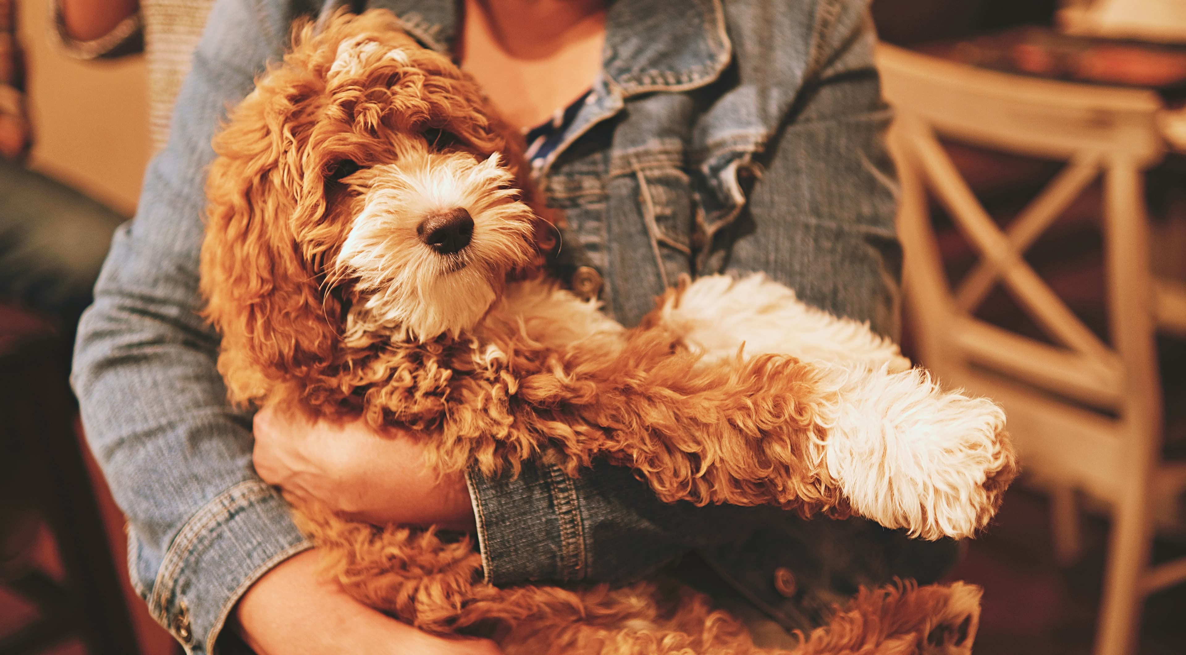Golden Goldendoodle puppy being held by a family member in a warm home setting