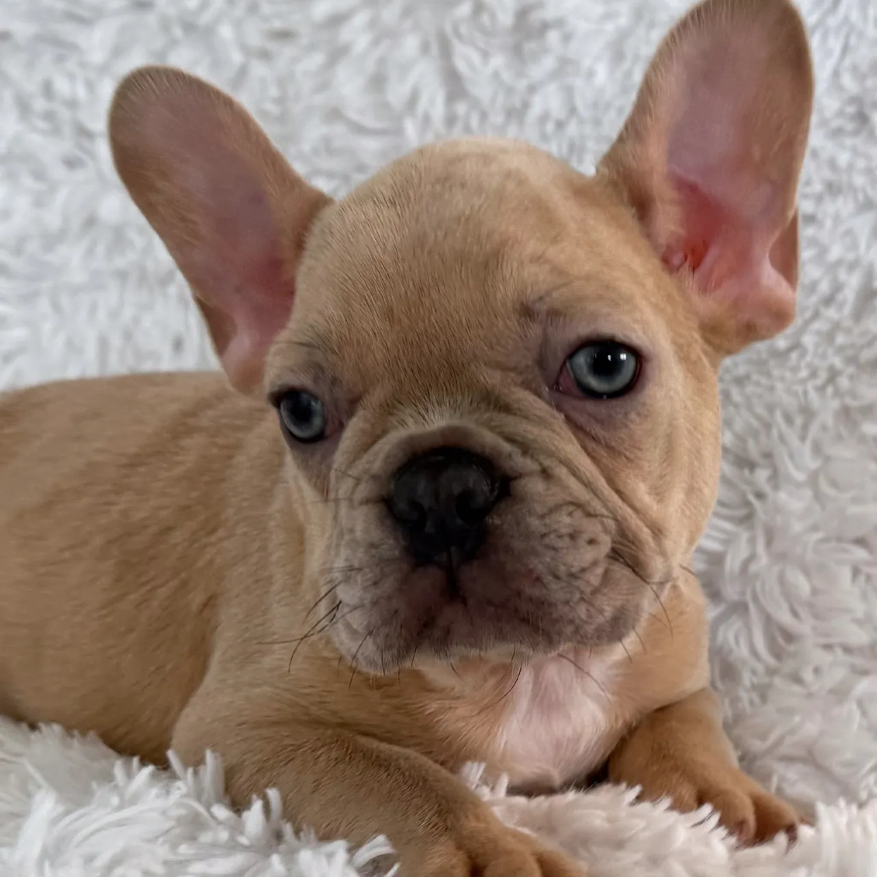 Max the fawn French Bulldog puppy featured photo