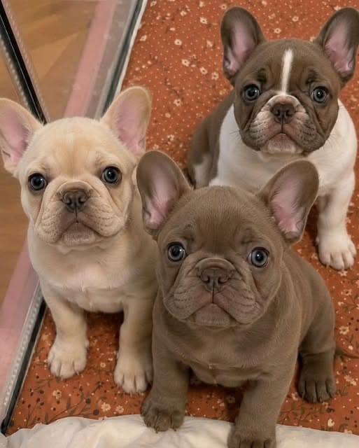Adorable French Bulldog puppies cute Frenchie puppies