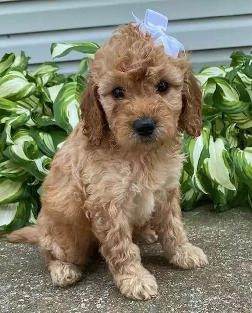 Available Goldendoodle puppies family-raised and healthy