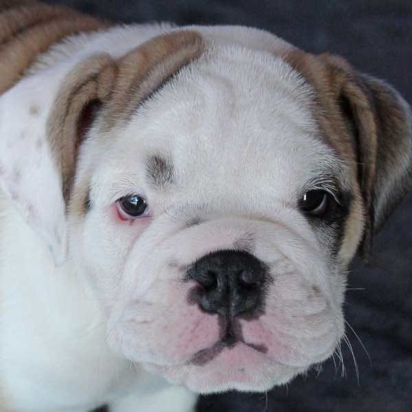 Winston the English Bulldog puppy featured photo