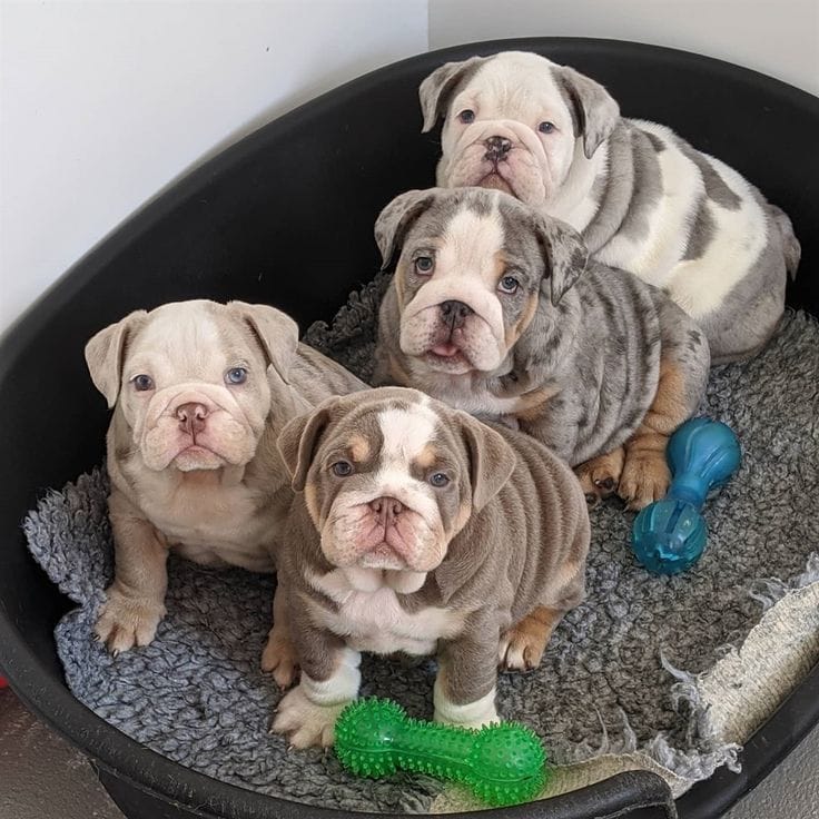 English Bulldog breed category image