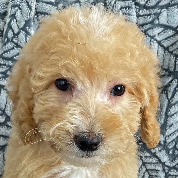 Luna the Golden Doodle puppy featured photo