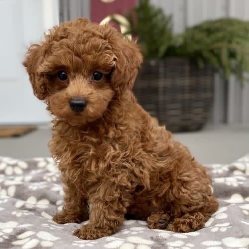 Apricot Teacup Poodle puppy for sale - Bella
