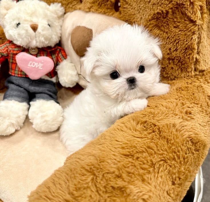 Teacup Poodle puppies for adoption