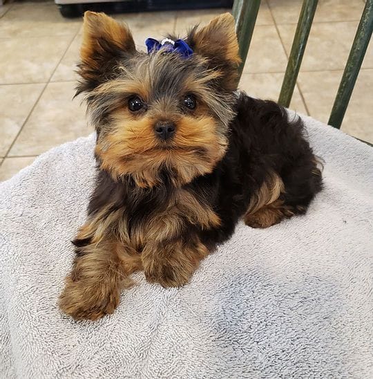 Teacup Yorkie puppies for sale at Heartland Ranch Kennels in Tennessee