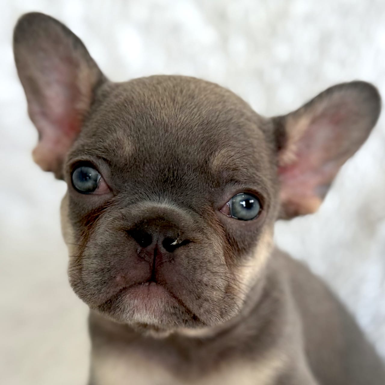 Penny the lilac fawn French Bulldog puppy
