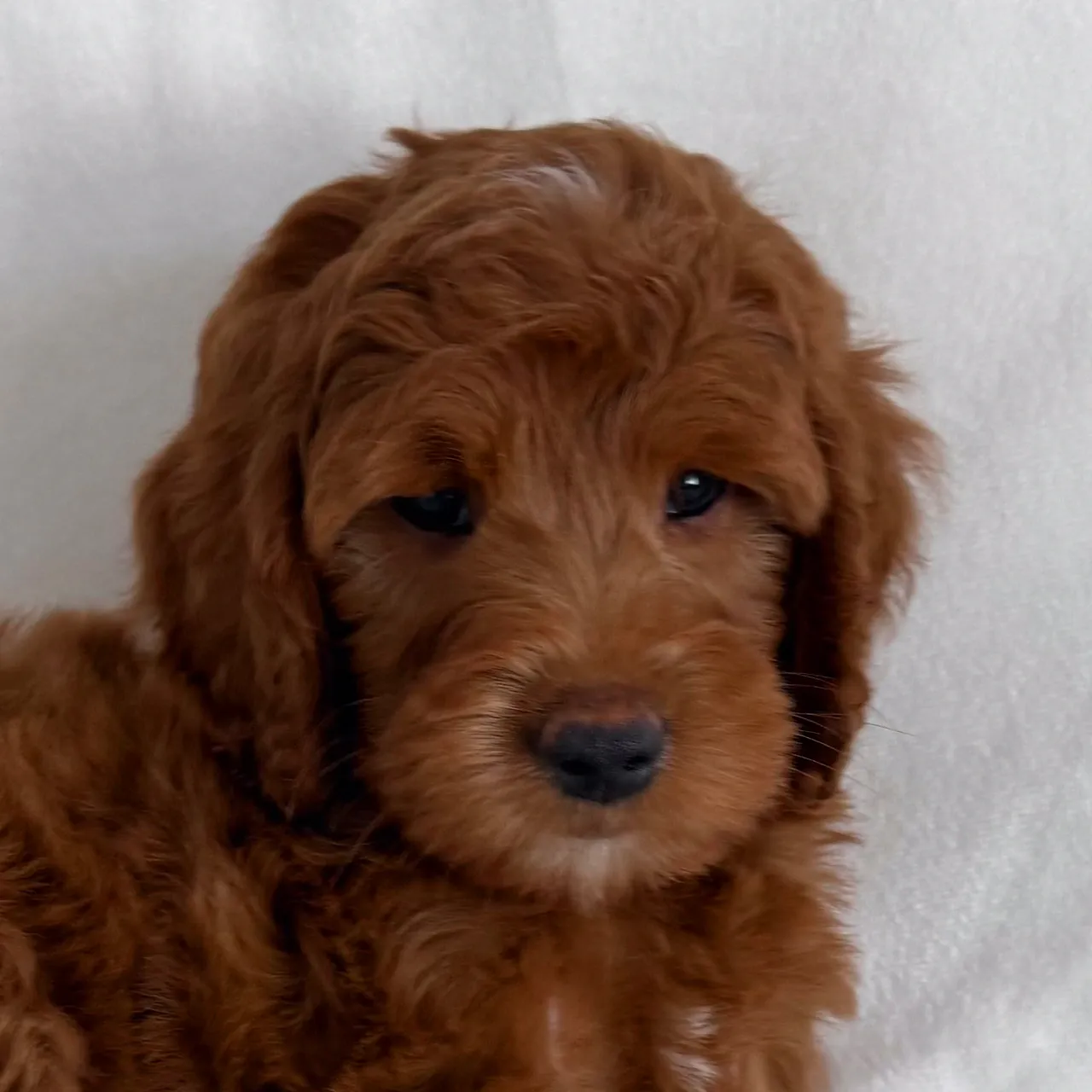 Bear the male Goldendoodle puppy featured photo
