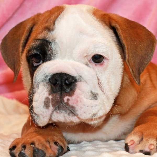 Rosie the red and white English Bulldog puppy