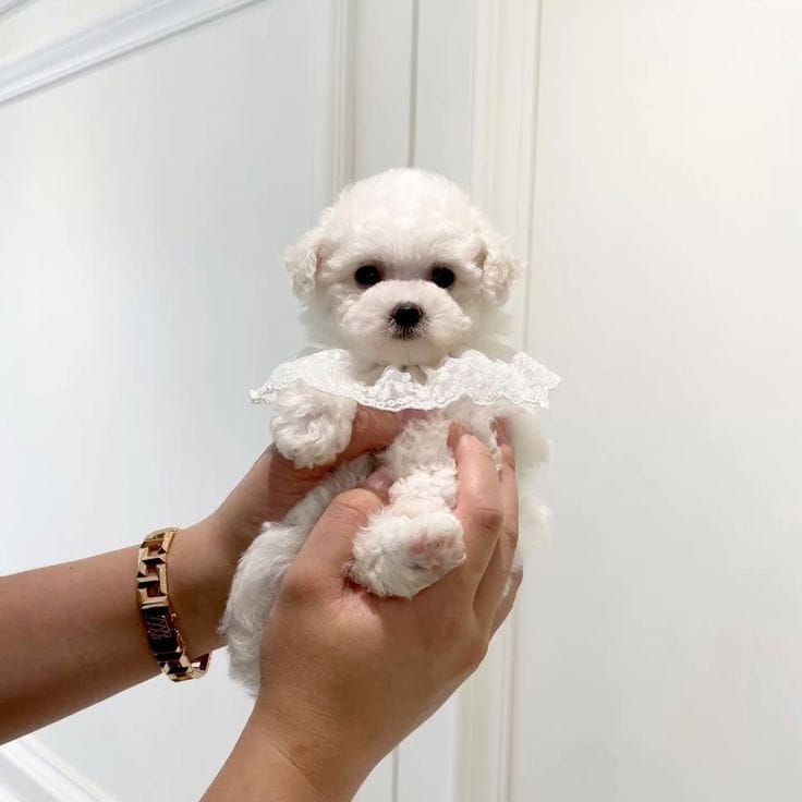 Chloe the white Teacup Poodle puppy