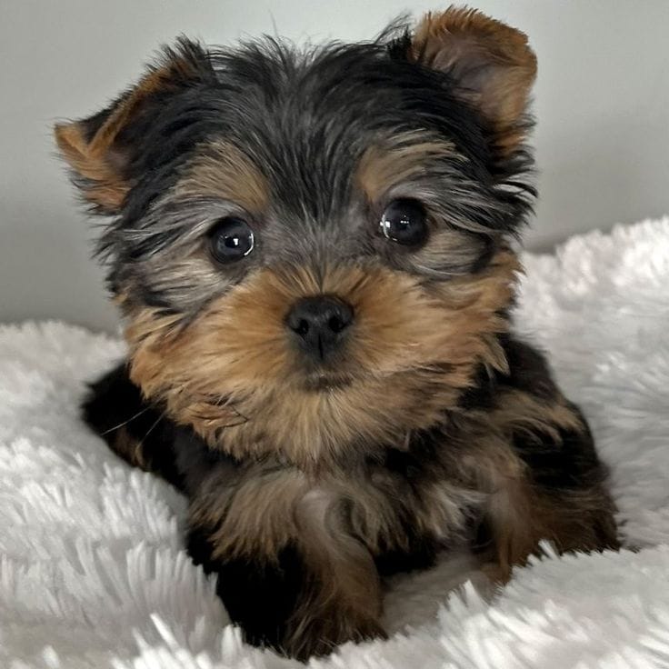 Archie the Yorkie puppy for sale
