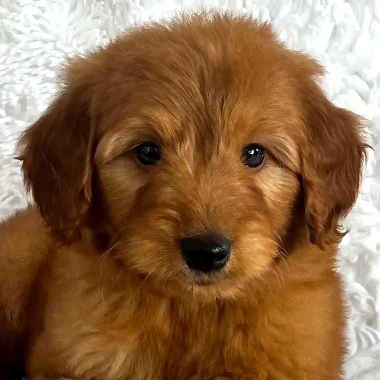 Honey the caramel Mini Goldendoodle puppy for sale